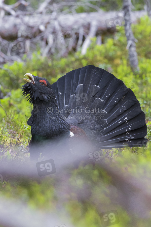 Western Capercaillie